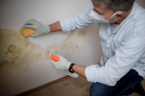 Best Black Mold Removal  in Fremont, OH