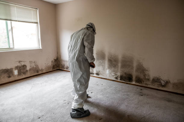 Best Home Mold Removal  in Fremont, OH