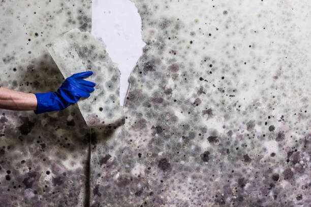 Best Residential Mold Removal  in Fremont, OH